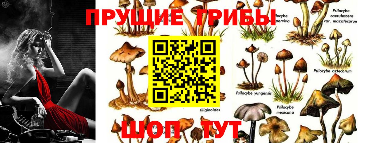 Псилоцибиновые грибы Psilocybe  Псилоцибиновые грибы ЛСД  Нижний Новгород 